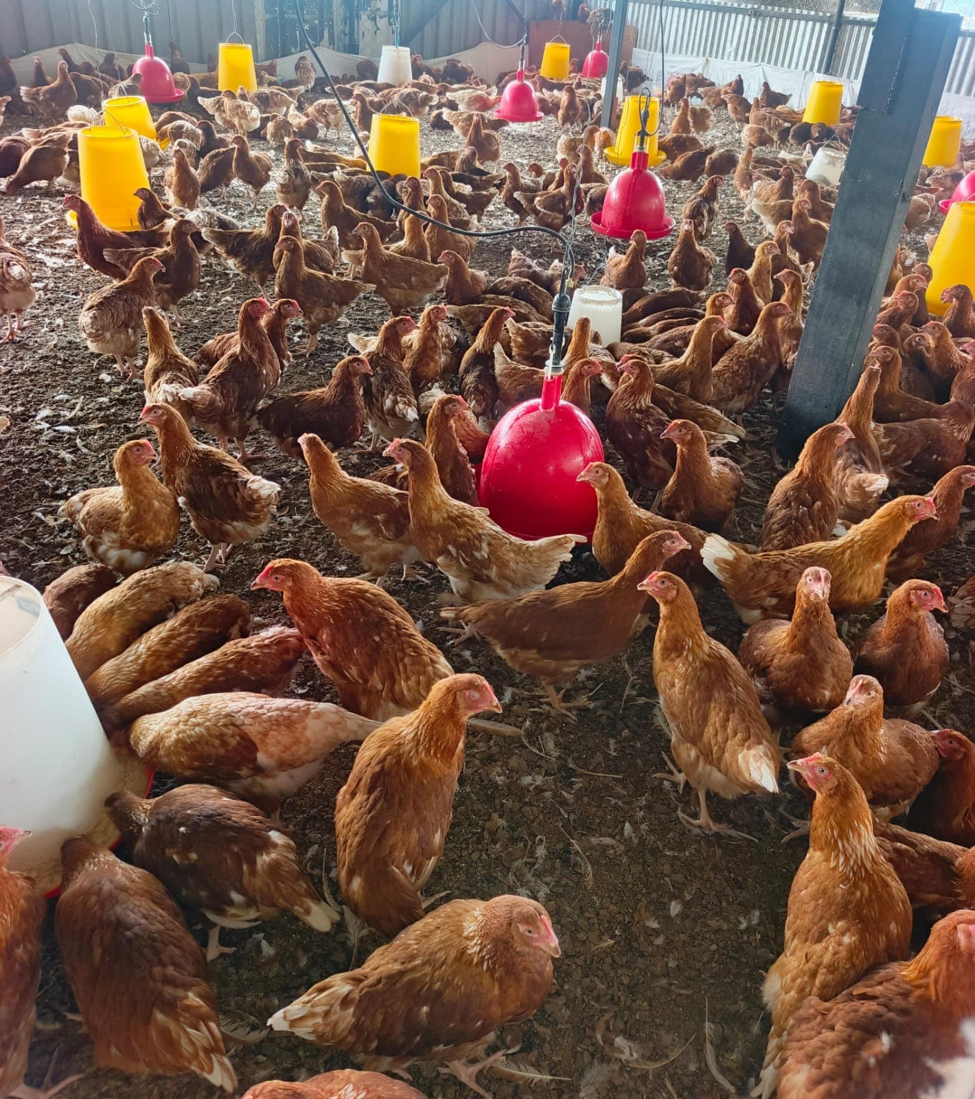 Pullets in the grower house
