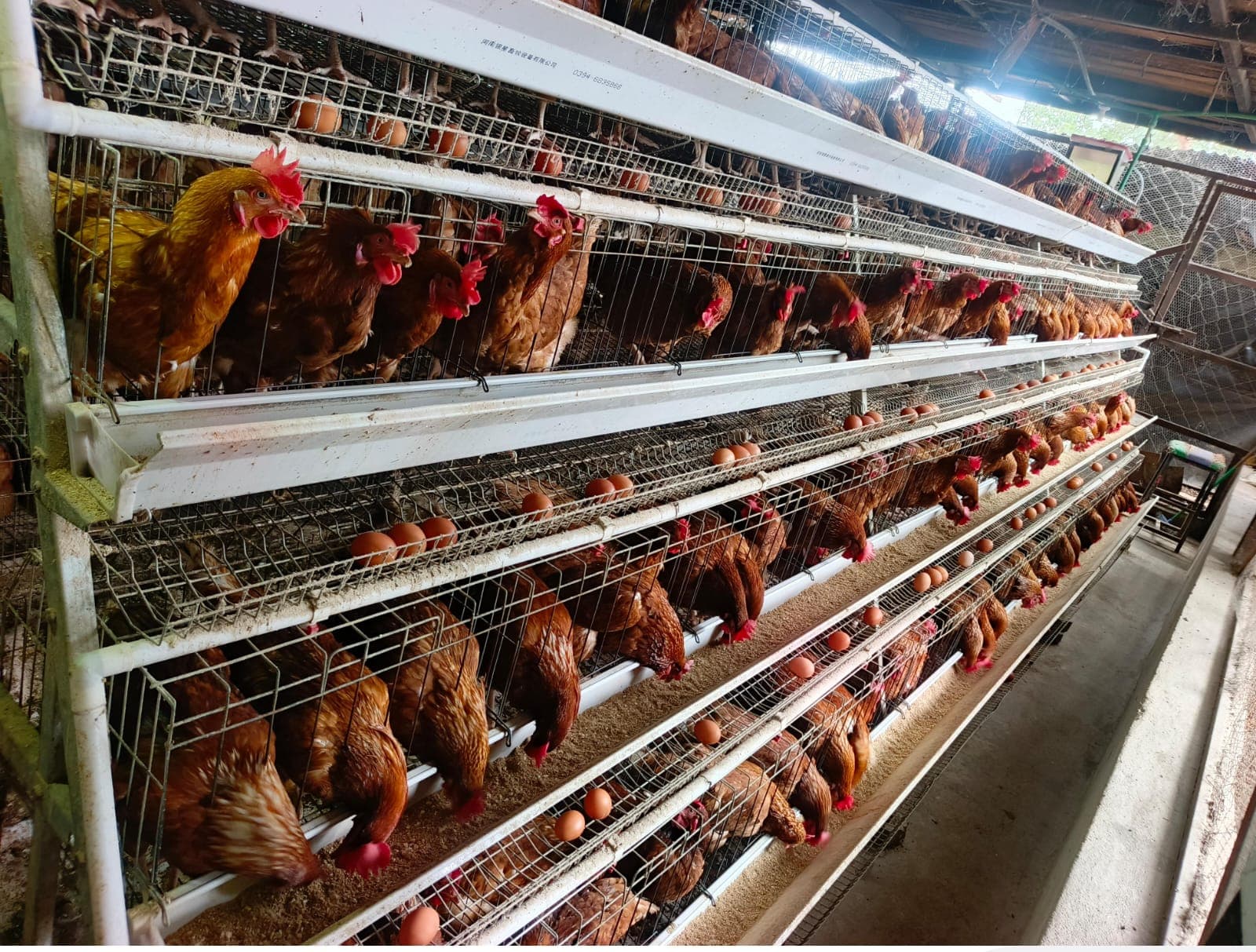 Layer hens at peak production