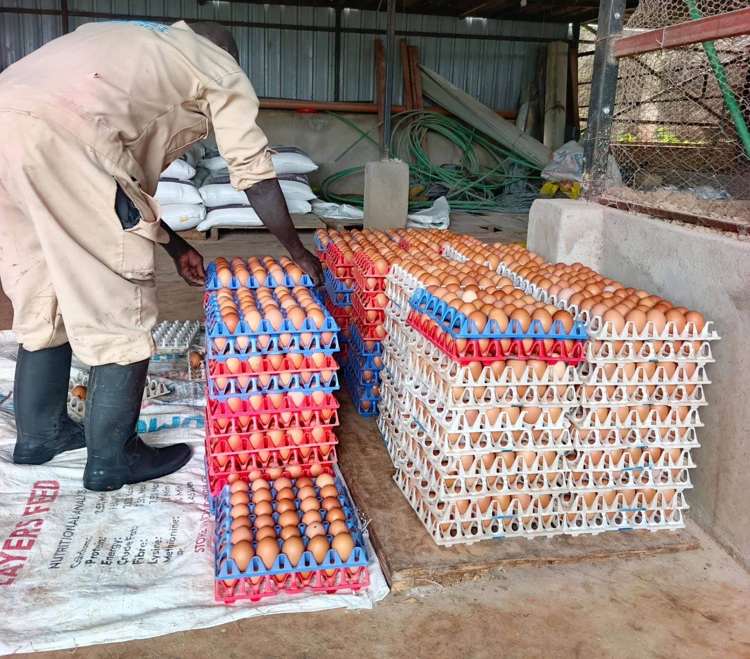 Grading of eggs