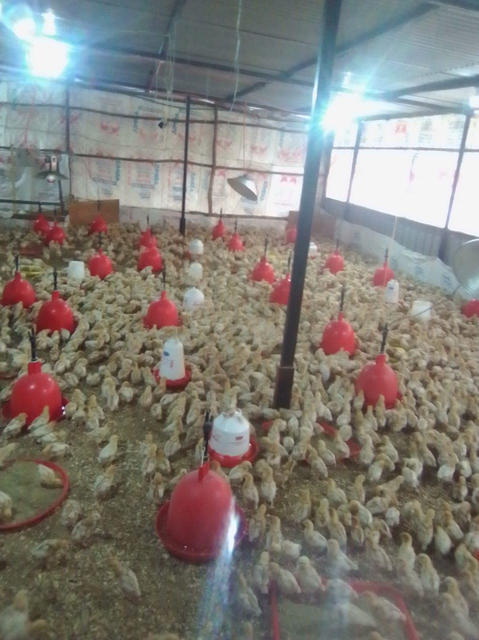 The Science of Chick Feeding